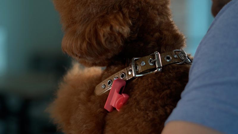 PuppyDoc on Collar